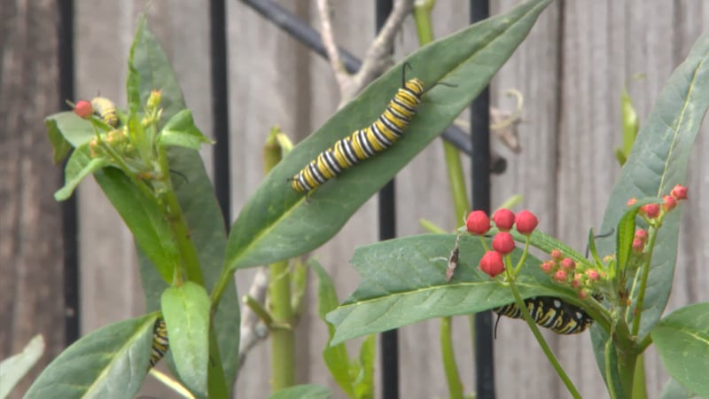 The World Wildlife Fund says the monarch butterfly population is at risk due to habitat loss,...