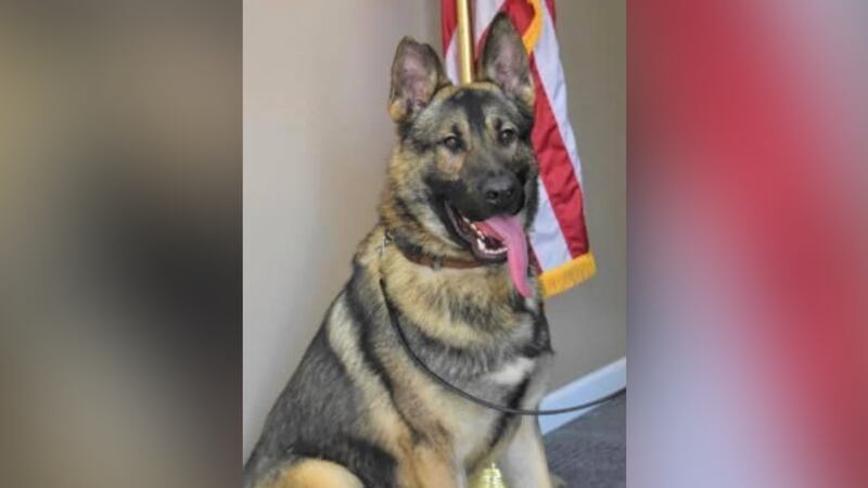 K-9 Horus died in June after he was left in his handler's police car following an overnight...