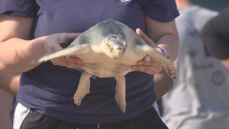 Community gathers to watch cold-stunned Kemp's Ridley turtles return to water after months of...