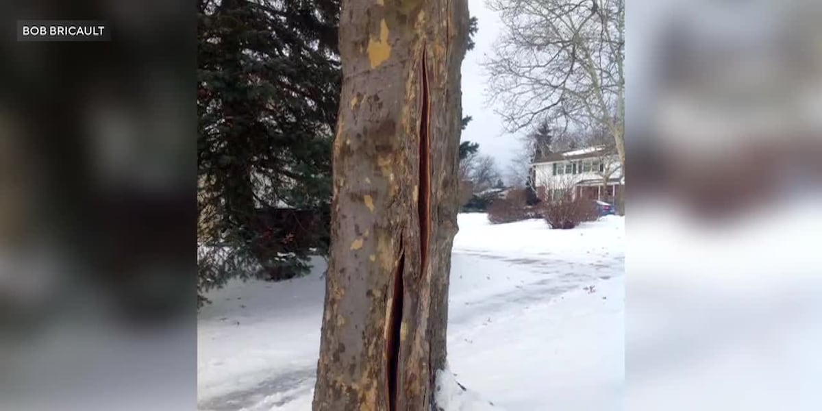 Tree Explosion Map Here’s what happens that could cause trees to ‘explode’ in cold weather