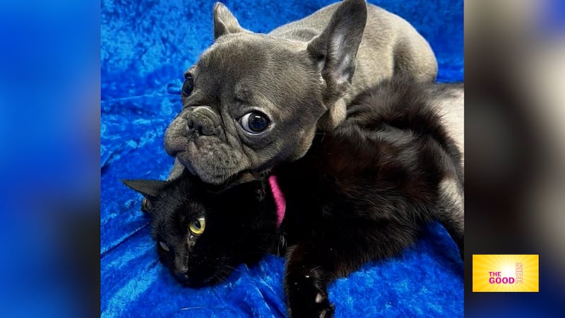 The Good Side: Dog and cat best friends