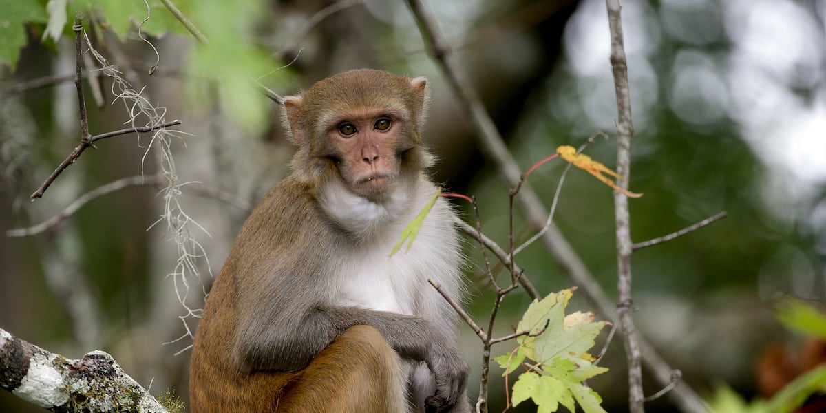 Law enforcement kills several monkeys after truck hauling them overturns in Mississippi Law enforcement kills several monkeys after truck hauling them overturns in Mississippi