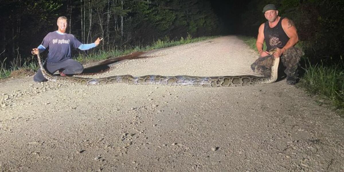 Snake breaks record for largest Burmese python captured In Florida