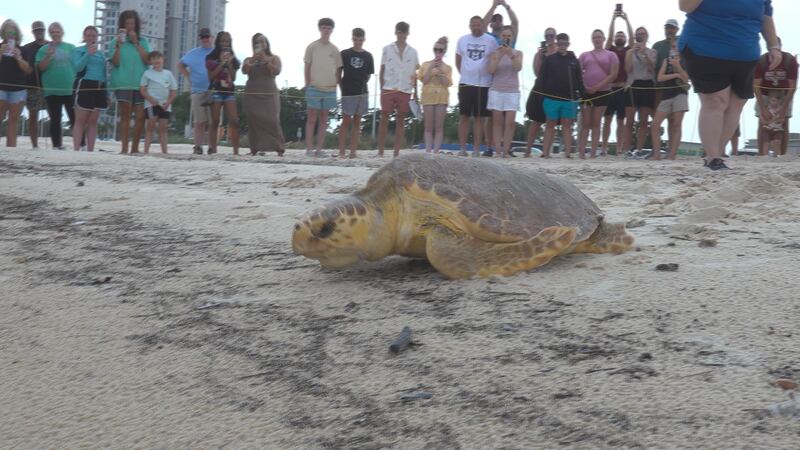 The loggerhead turtle, Rhombus, is MSAQ's first loggerhead to be rehabilitated